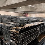 オチガビ - 【2022年10月】ワイナリー見学にて。