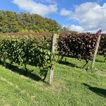 オチガビ - 【2022年10月】会員向け「ぶどう収穫体験」にて。ブドウの木の違いが分かりますよね。