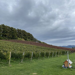 オチガビ - 【2022年10月】今年も会員向けに「ぶどう収穫体験」の季節が来ましたヽ(^o^)丿