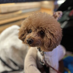 THE NUTS EXCHANGE - ご機嫌なシェリ♪