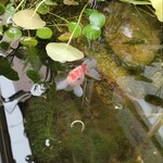 横浜ラーメン 北村家 - 