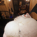 北出食堂 - 谷中の一日散歩でおネムに！