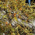 ル・シュクレクール - 店内