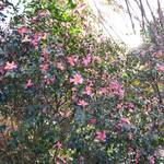 ル・シュクレクール - サザンカ