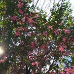 ル・シュクレクール - サザンカ