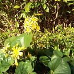 ル・シュクレクール - ル・シュクレクール 