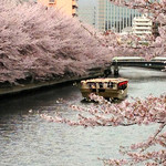 深川 吉野屋 - 大横川の桜と屋形船