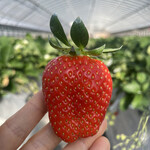 姫路ハートフル観光農園 - 