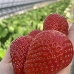 姫路ハートフル観光農園 - 