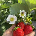 姫路ハートフル観光農園 - 