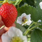 姫路ハートフル観光農園 - 