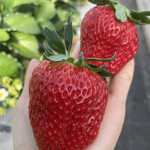 姫路ハートフル観光農園 - 