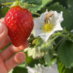 姫路ハートフル観光農園 - 