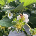 姫路ハートフル観光農園 - 