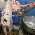 インド・パキスタン料理 アルバラカ - 