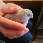 ヒメウズラちゃん　おとなしい良い子です