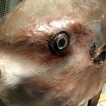 菊仙 - ③5月5日・am10時：究極、久々に、千葉県立中央博物館分館 海の博物館さんへ♪房総の海と自然をテーマとした博物館で〜す♪