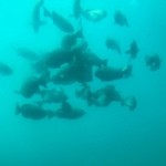 菊仙 - ⑦5月5日・pm1時：勝浦海中展望塔を観光♪らせん階段で降りた海中展望室では、餌付けをしたイシダイをはじめとする魚や貝類など海の生物を見ることができますw♪