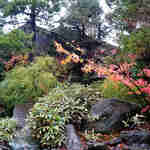 御料理ふじ居 - 日本庭園