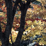 Resutoran Kosui - 様々な色の葉が入り混じり、綺麗