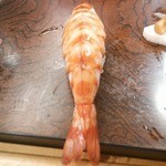 築地すし大 - シメは車海老