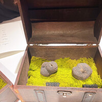 マルゴット エ バッチャーレ - 