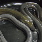 かぶと - うなぎ