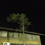 カレー風味 すずき - 