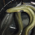 かぶと - 天然うなぎ