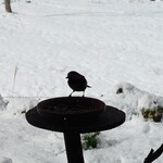 くつきそば 永昌庵 - 