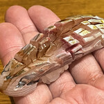 鮨と地魚料理 さかな倶楽部 たっぱん - 