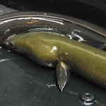 かぶと - 神西湖の天然鰻