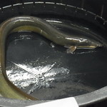 かぶと - 神西湖の天然鰻