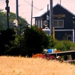 うどん かえで - 麦畑を見ると余計に腹が減る