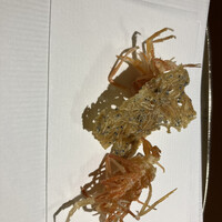 日本料理 山里 - 
