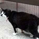 武蔵屋 - 看板の猫ちゃん「ニャー！」