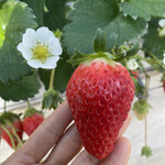 姫路ハートフル観光農園 - 