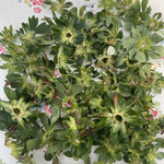 姫路ハートフル観光農園 - 