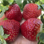 姫路ハートフル観光農園 - 