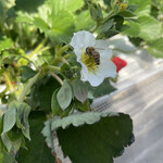 姫路ハートフル観光農園 - 