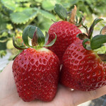 姫路ハートフル観光農園 - 