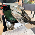 プレゼンテ スギ - 見せ千葉県産キジ