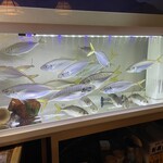 Torizen - 店主自ら釣ってくる魚が元気に泳いでます！
                      たたきやなめろう、活造りなどのおすすめメニューは店内ホワイトボードをご覧ください♪
                      魚の仕入れ状況は当店へお電話にてご確認ください