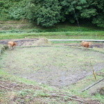 ろばたやき山ろく - 行く道すがら、牛発見♪