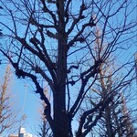 チーズケーキと彩りカレー Luna piena - 冬の千駄ヶ谷駅前の銀杏並木。