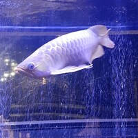 焼肉 拍手喝采 - 