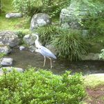 あさば - 鷺がやって来た＠2013/5