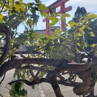京料理 鳥米 - 