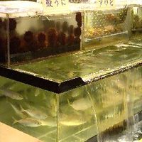 稚加榮 本店 - 店内の生簀