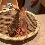 鮨 銀座 おのでら - ボタンエビとクルマエビ